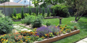 Medicinal Garden Kit where to buy